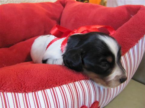 Harlan, black and tan piebald male Harlan, black and tan piebald male
